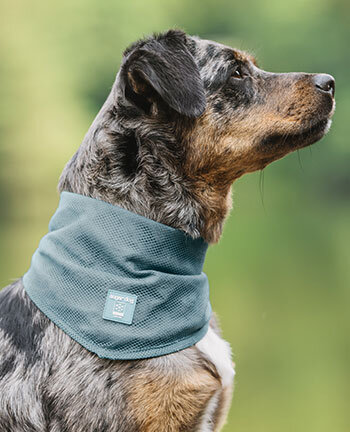 Accessoires voor de hond