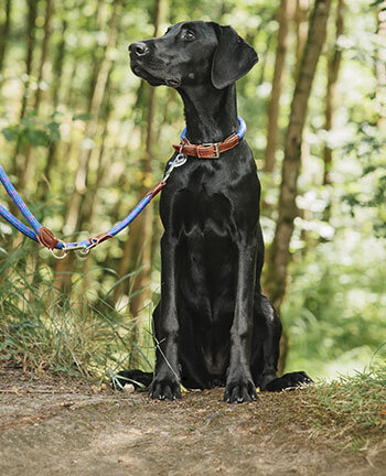 Honden halsbanden & lijnen