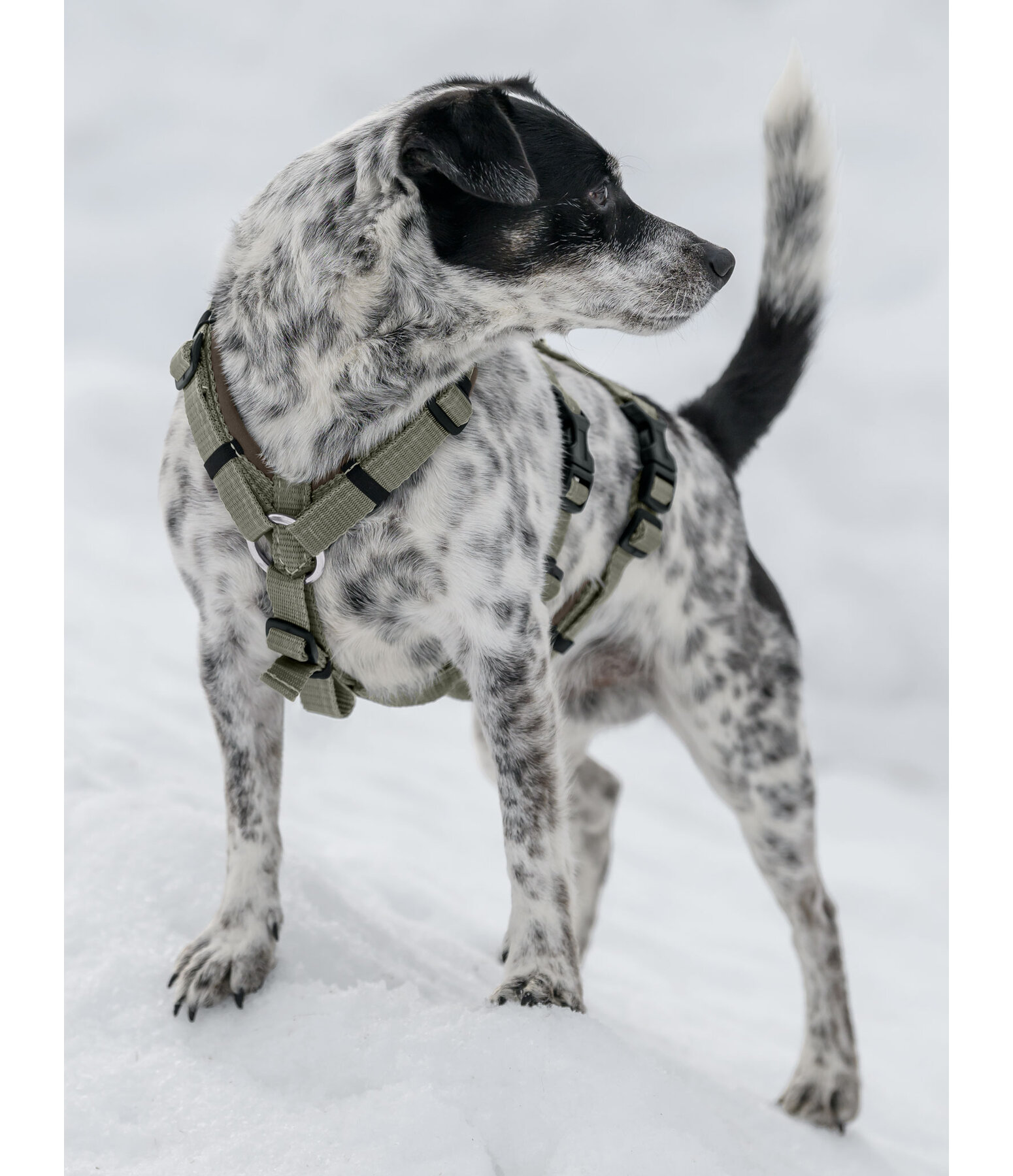 veiligheidstuig Irmi voor honden