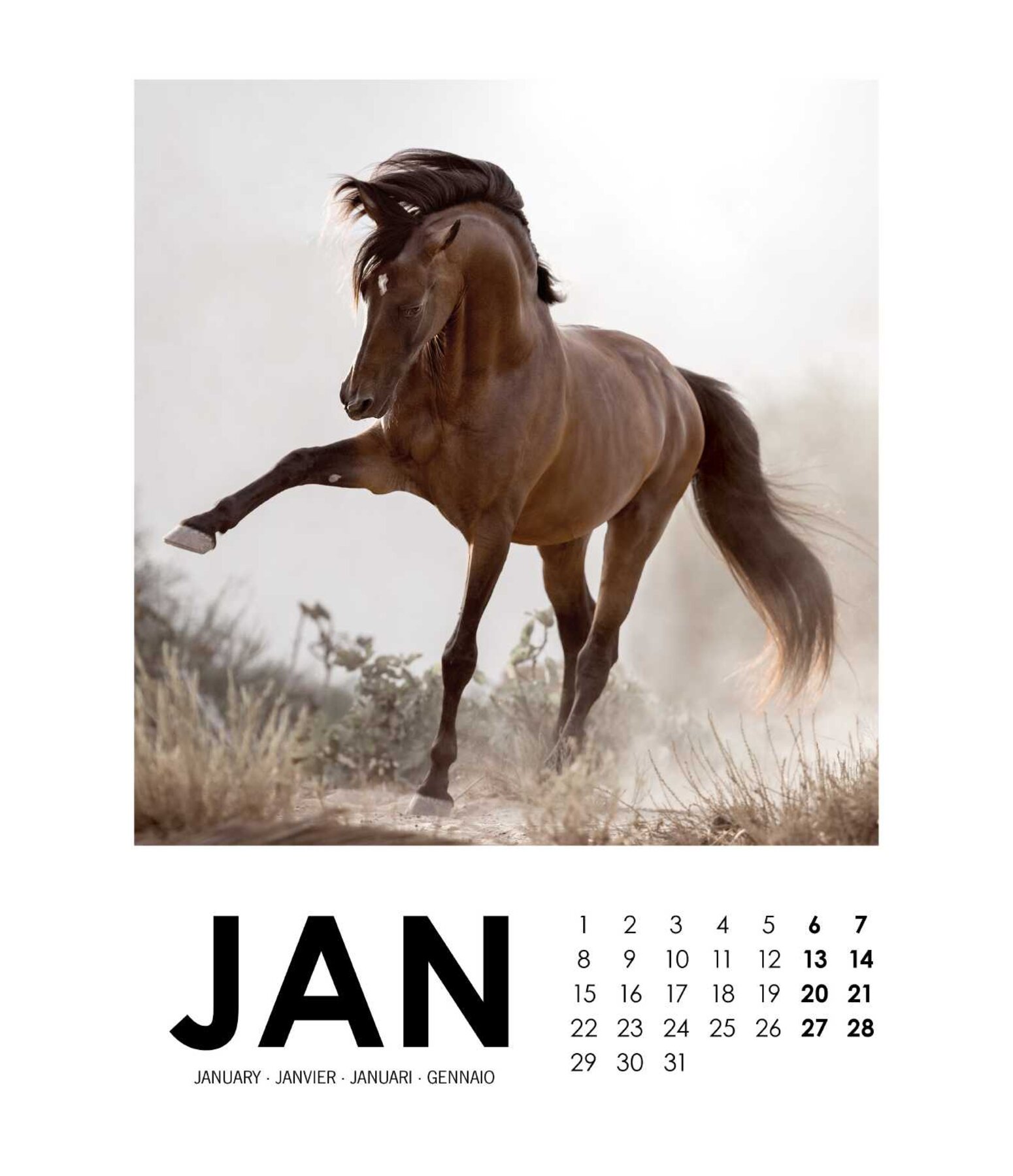 Paardenkalender 2025