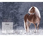 Haflinger Kalender 2025