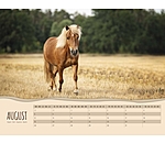 Pony kalender 2025